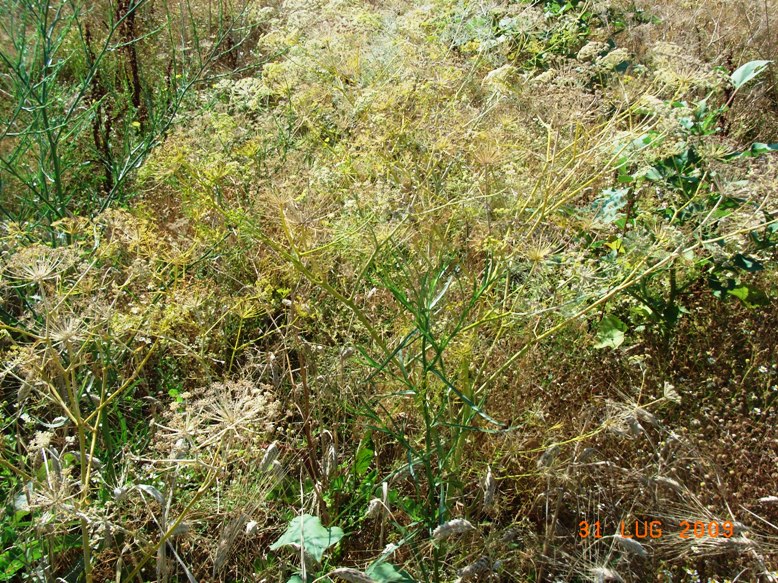 Anethum graveolens ? - Aneto